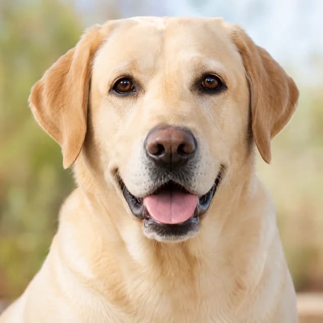 Portrait of a yellow Labrador Retriever